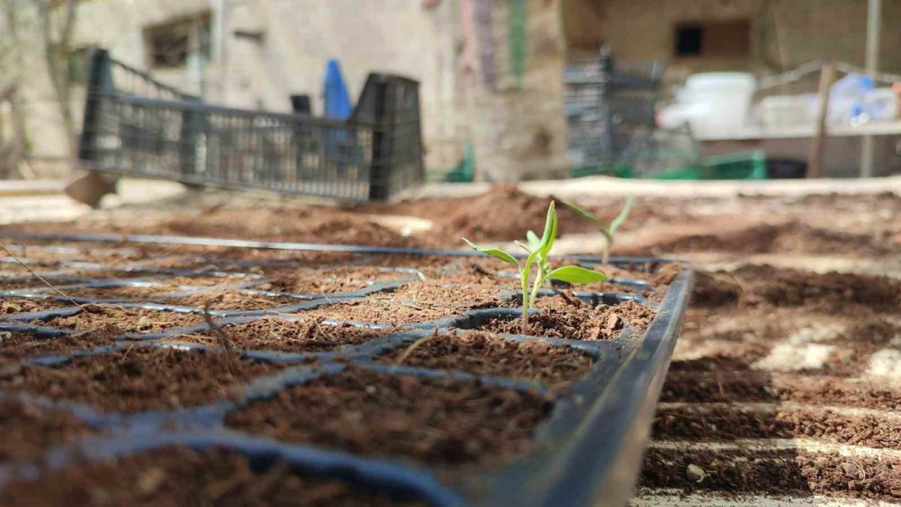 Bahçesinde 300 bin doğal fide üretip Türkiye’nin her yerine gönderiyor