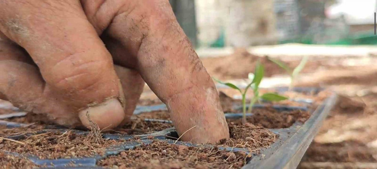 Bahçesinde 300 bin doğal fide üretip Türkiye’nin her yerine gönderiyor