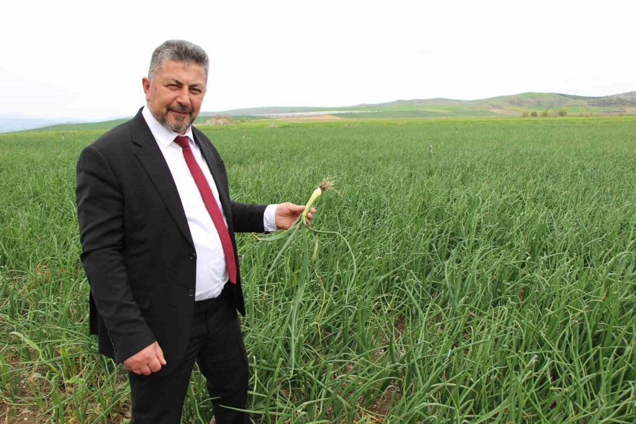 Amasya’da soğan ekimi üç kat arttı, hasat Mayıs sonunda