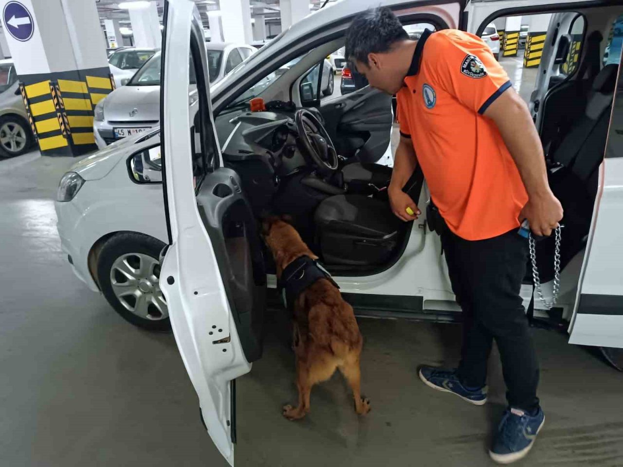 Bomba arama köpeği ‘Niobe’ göreve hazır