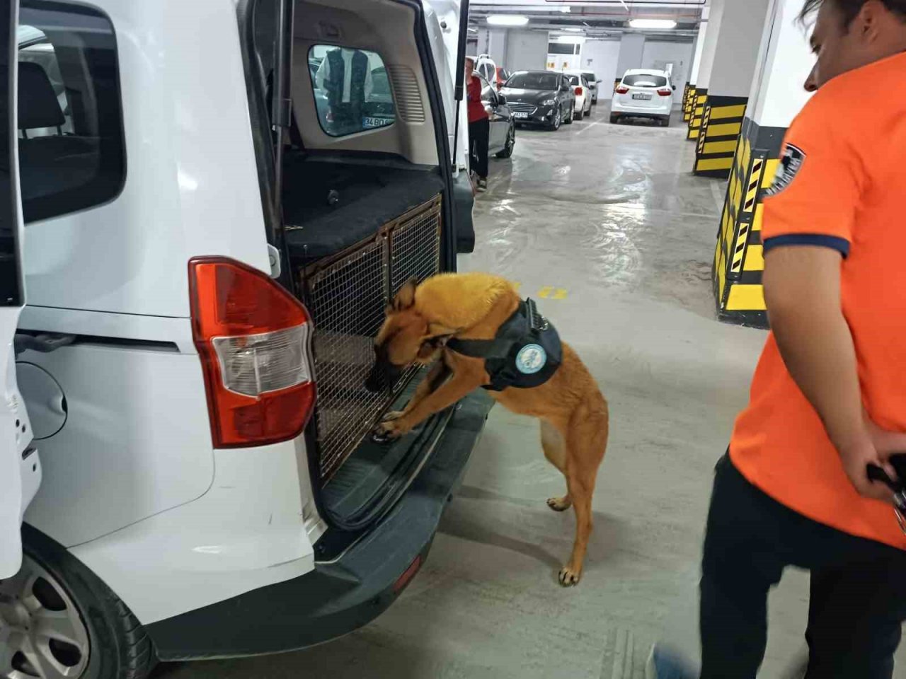Bomba arama köpeği ‘Niobe’ göreve hazır