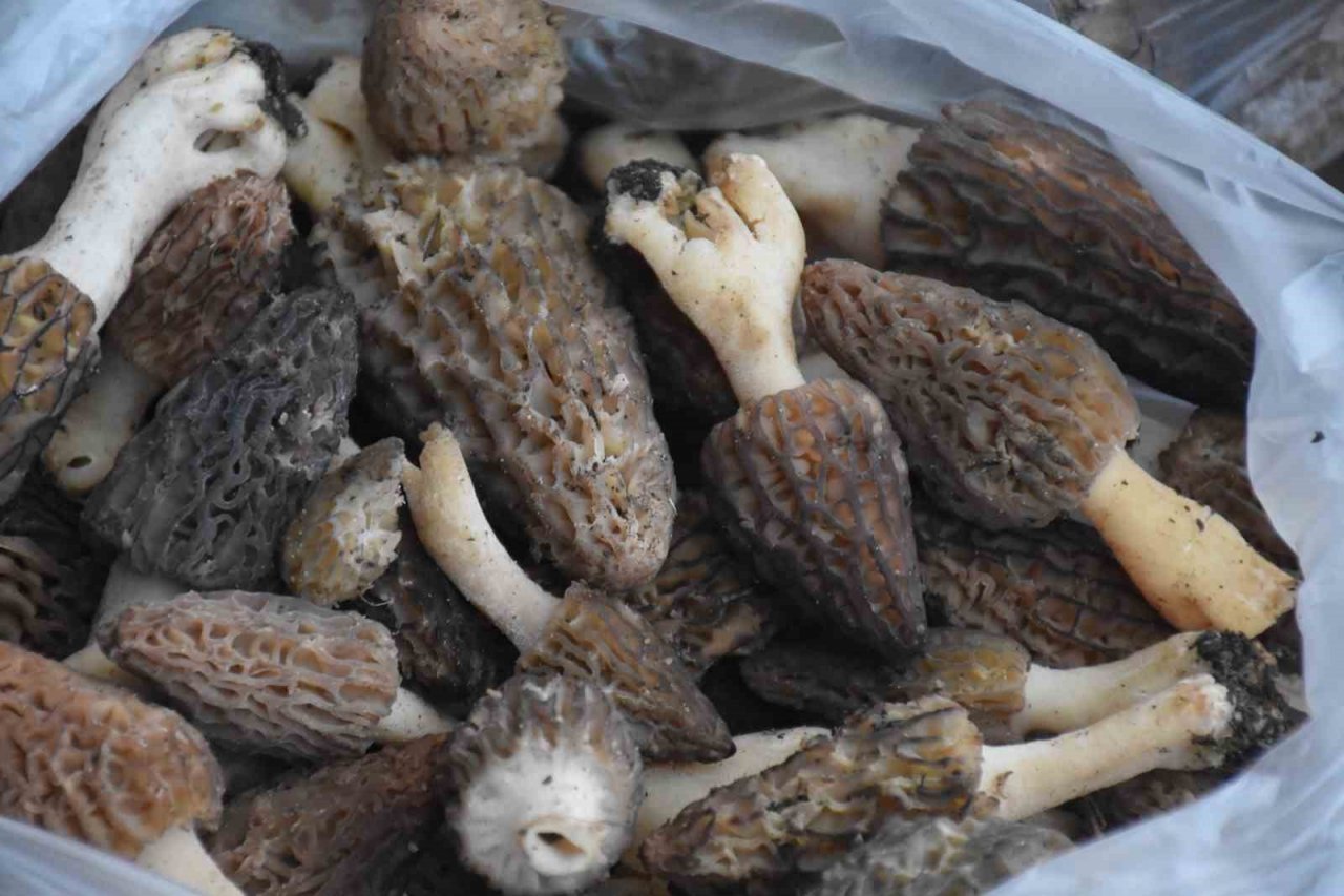 Ağaçların altından toplanıyor, kilosu 250 liradan satılıyor