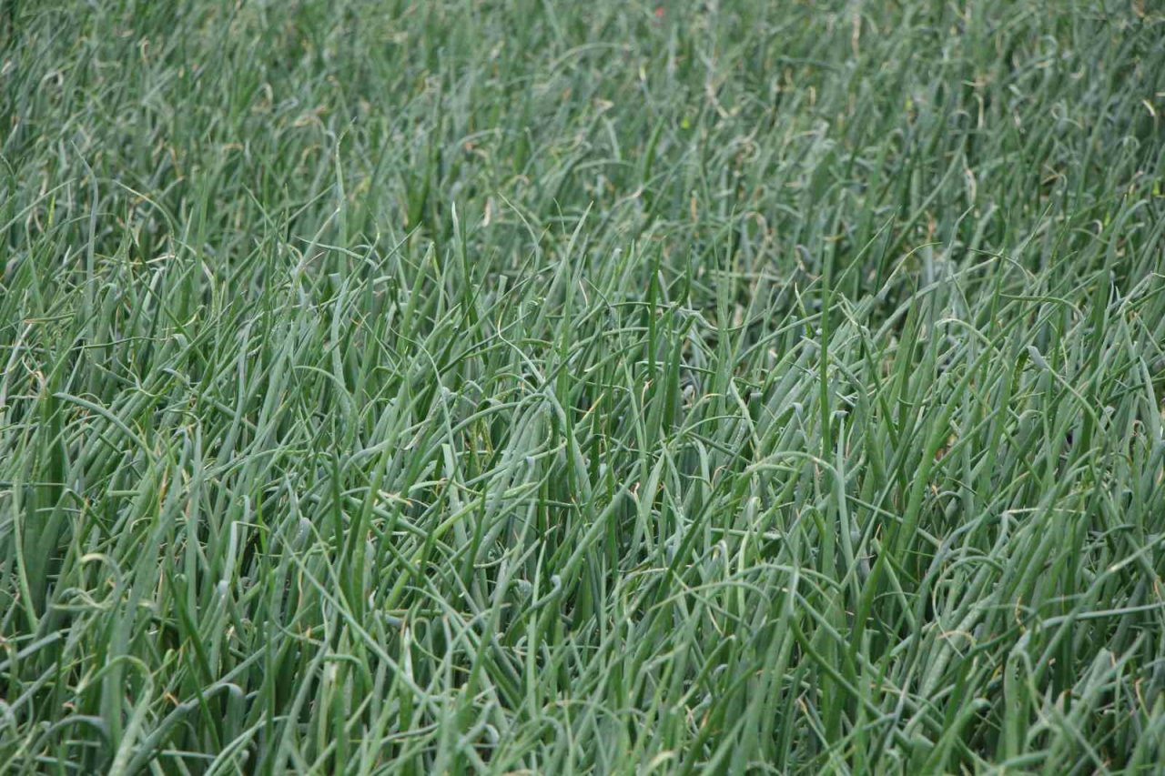 Amasya’da soğan ekimi üç kat arttı, hasat Mayıs sonunda