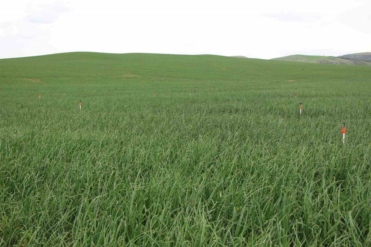 Amasya’da soğan ekimi üç kat arttı, hasat Mayıs sonunda