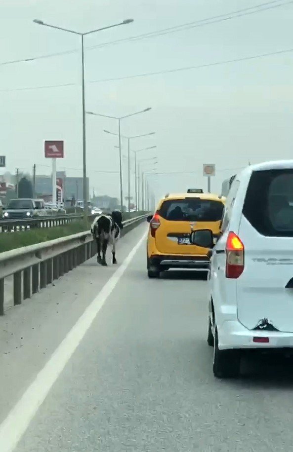 Yalova - Bursa kara yoluna çıkan inek trafiği aksattı