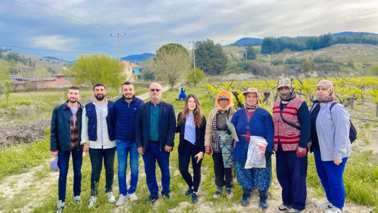 Denizli’nin bağlarında salkım güvesiyle mücadele sürüyor