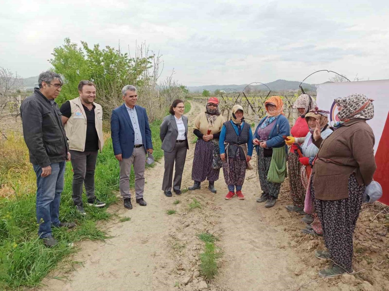 Denizli’nin bağlarında salkım güvesiyle mücadele sürüyor