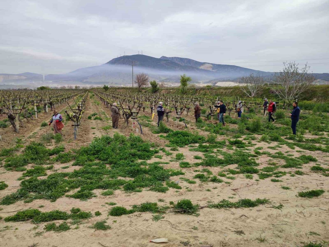 Denizli’nin bağlarında salkım güvesiyle mücadele sürüyor