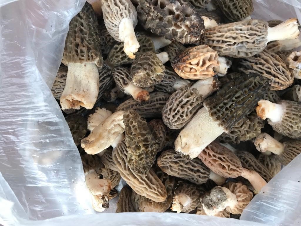 Yağışla birlikte çoğalan kuzugöbekleri yüz güldürüyor