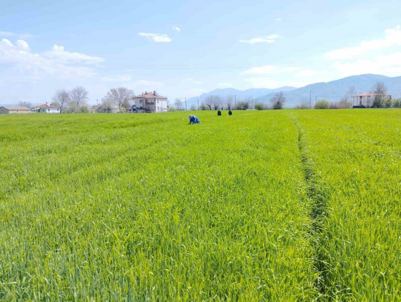 Elazığ’da hububat alanlarında çalışmalar sürüyor