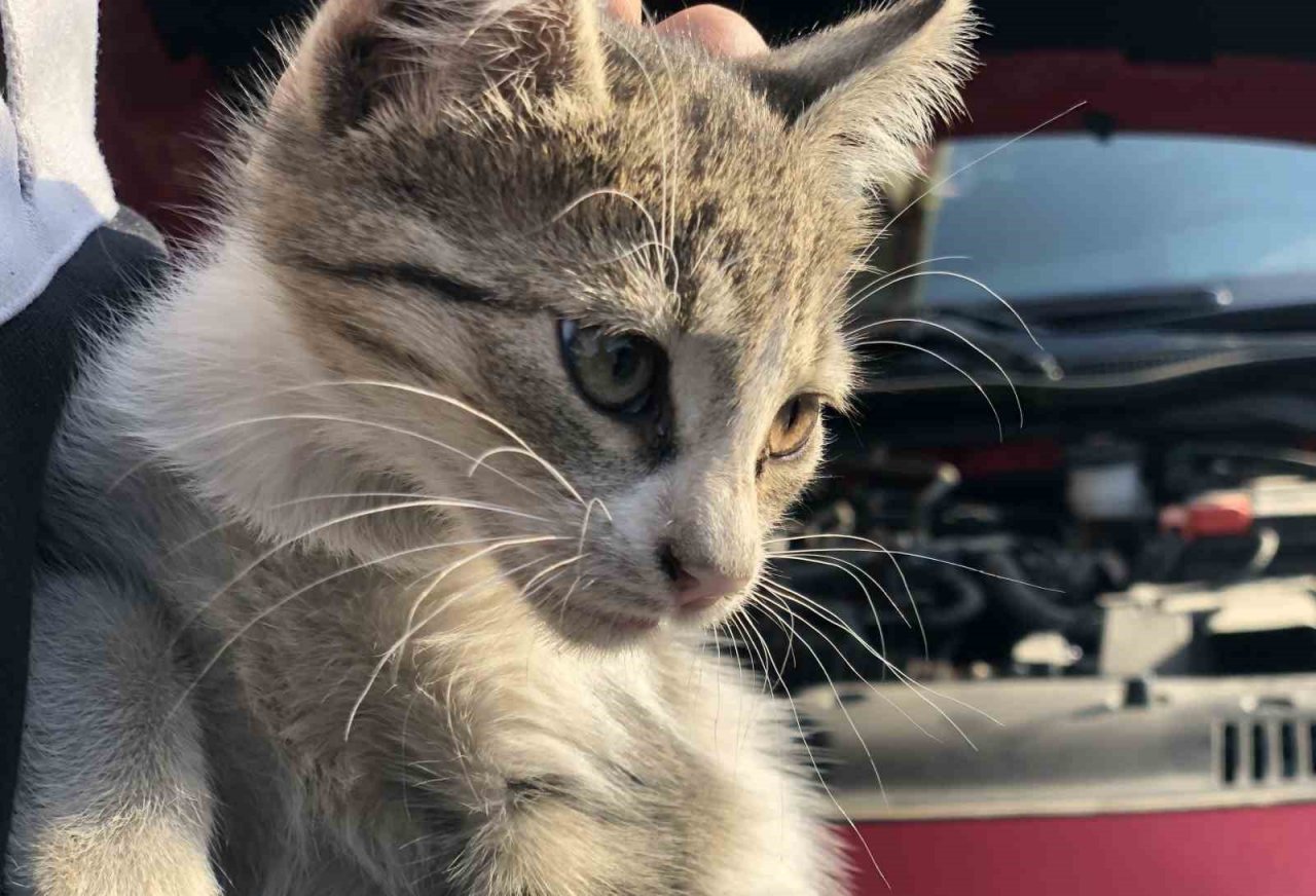 Otomobilin motor kısmına giren yavru kedi kurtarıldı