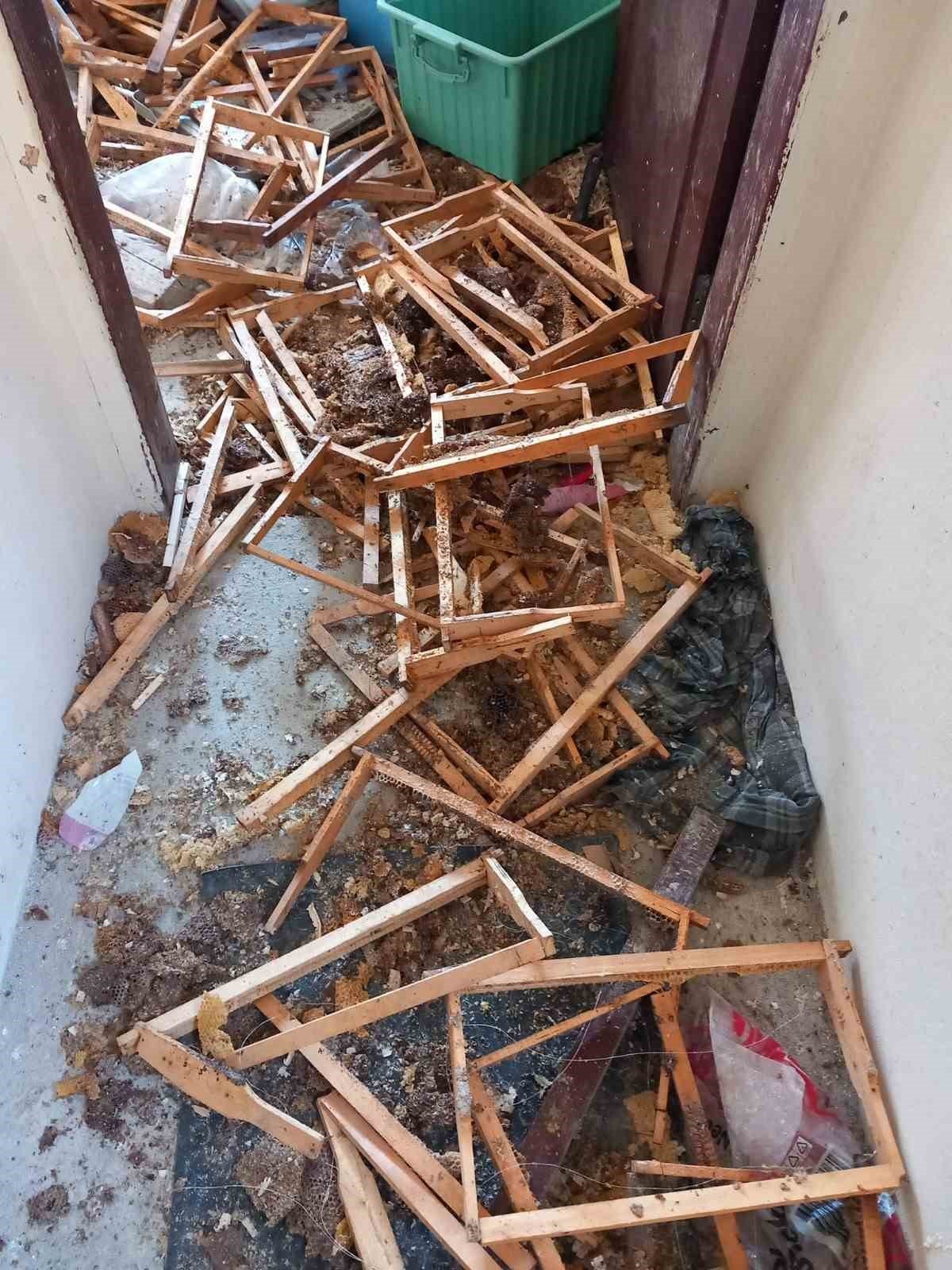 Evini talan eden ayıya "Helal olsun" dedi