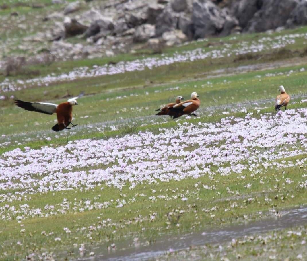 Sadakatin simgesi olan ‘angut kuşları’ üreme alanlarına döndü