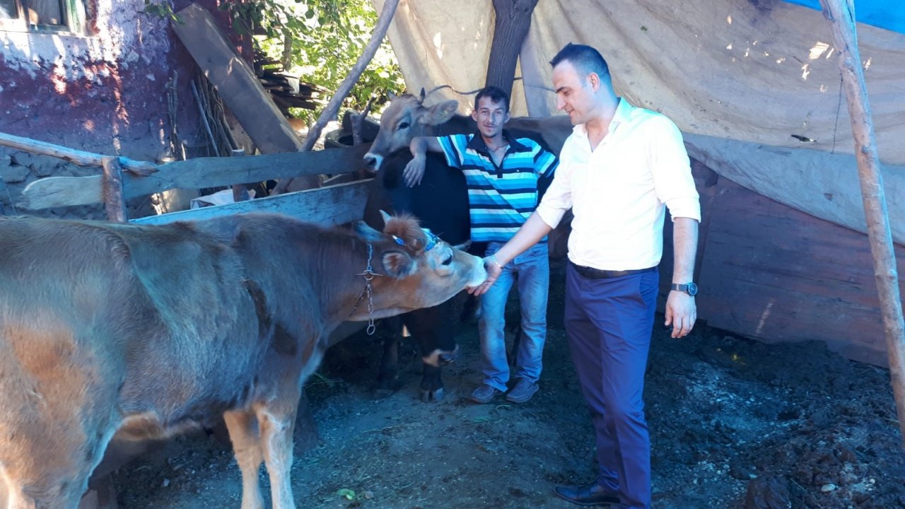 Simav İlçe Tarım ve Orman Müdürlüğü’nden buzağı desteklemesi başvuru uyarısı