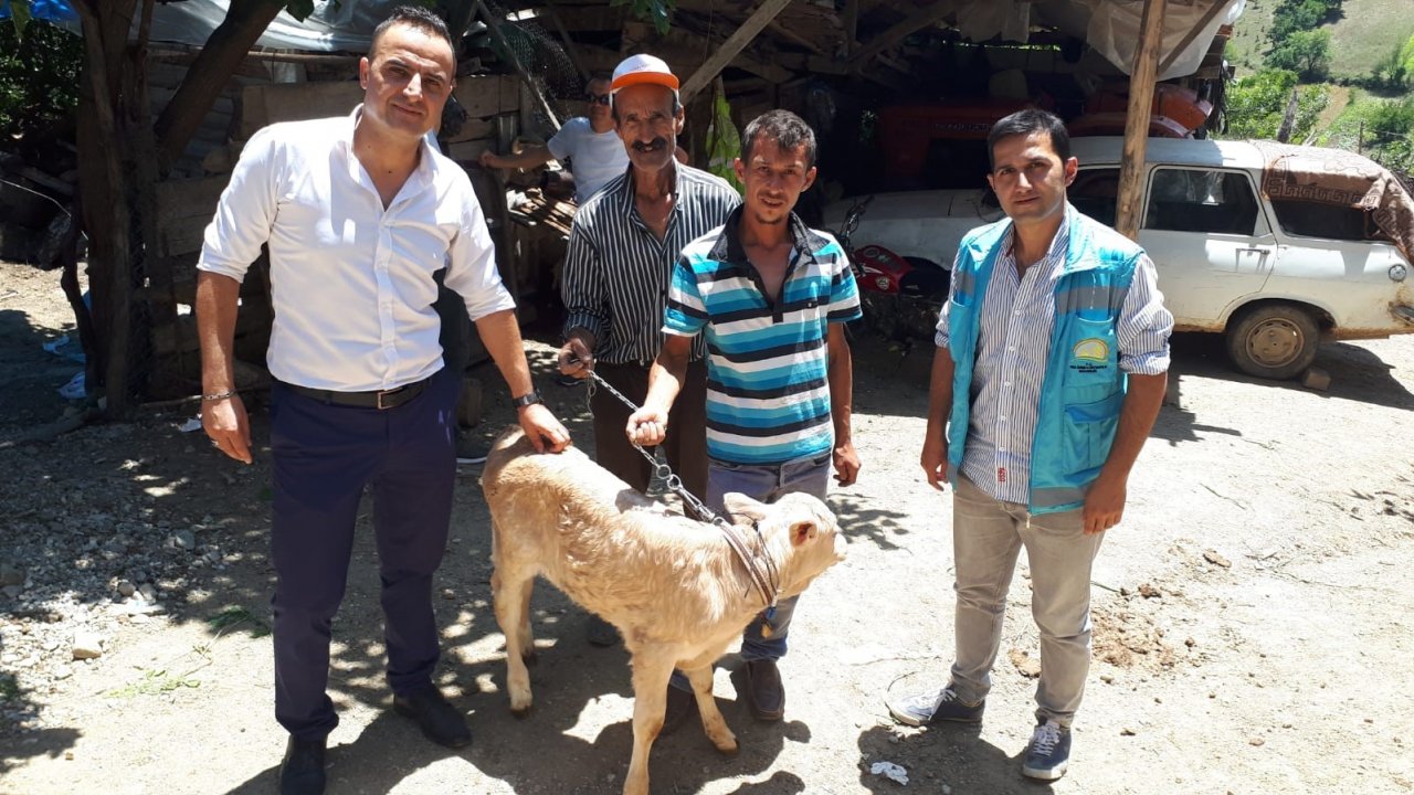 Simav İlçe Tarım ve Orman Müdürlüğü’nden buzağı desteklemesi başvuru uyarısı