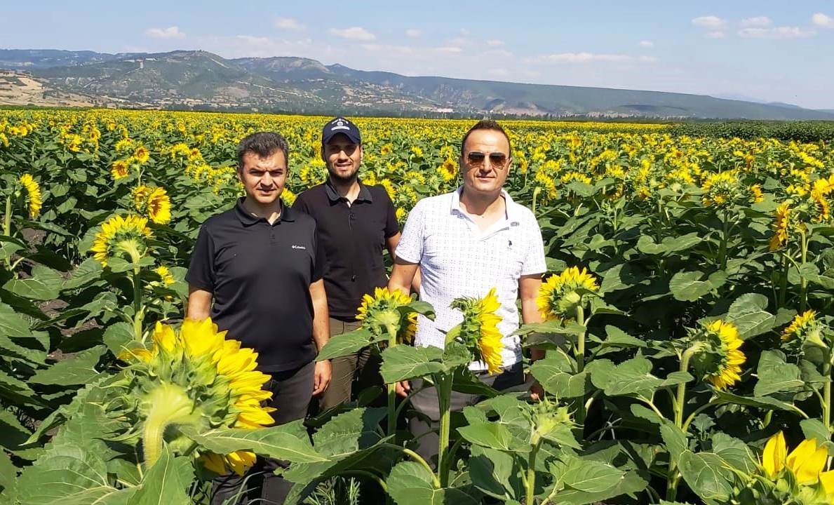 Simav’da üreticilere 4 bin 250 kilo yağlık ayçiçeği tohumu dağıtılacak