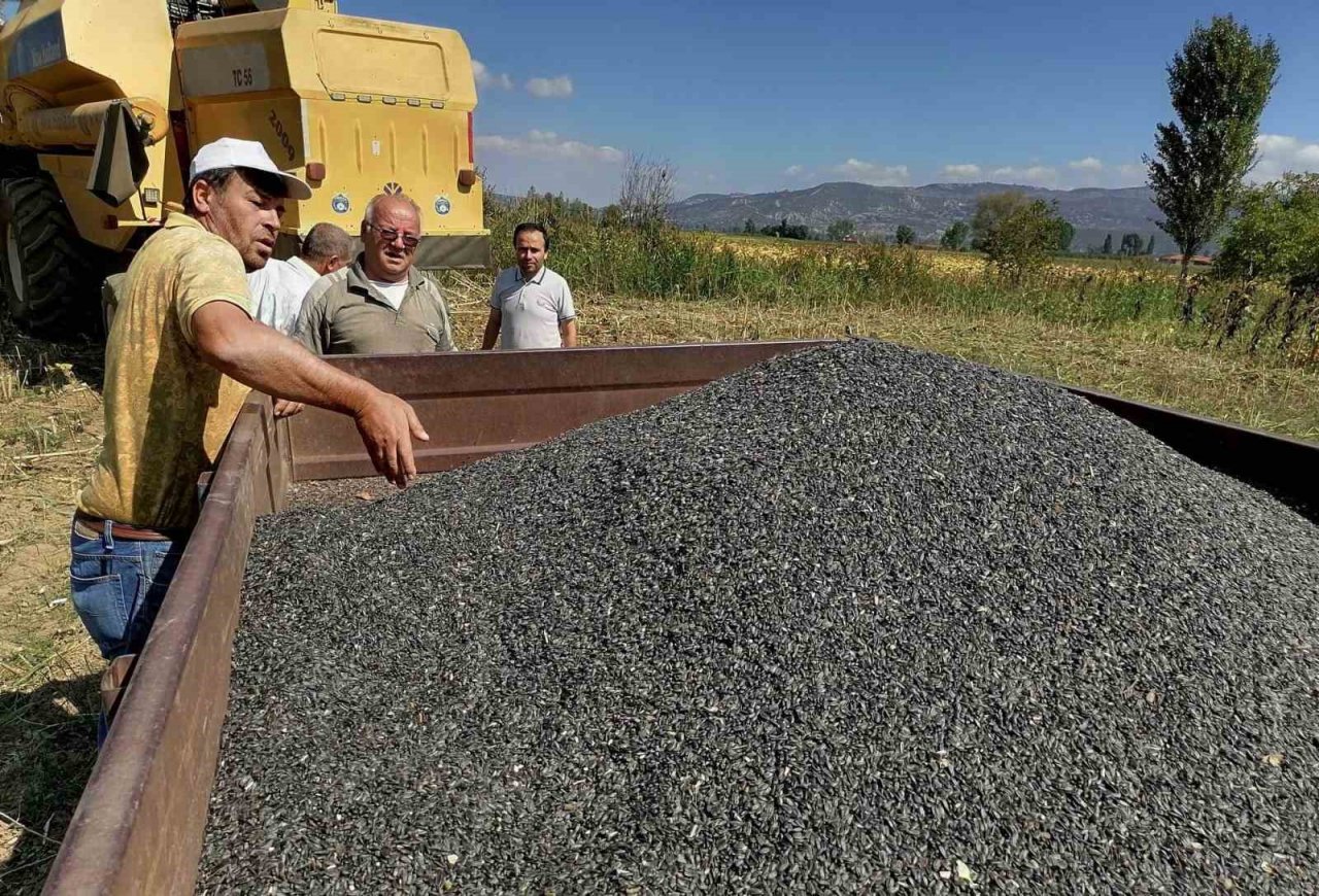 Simav'da üreticilere 4 bin 250 kilo yağlık ayçiçeği tohumu dağıtılacak