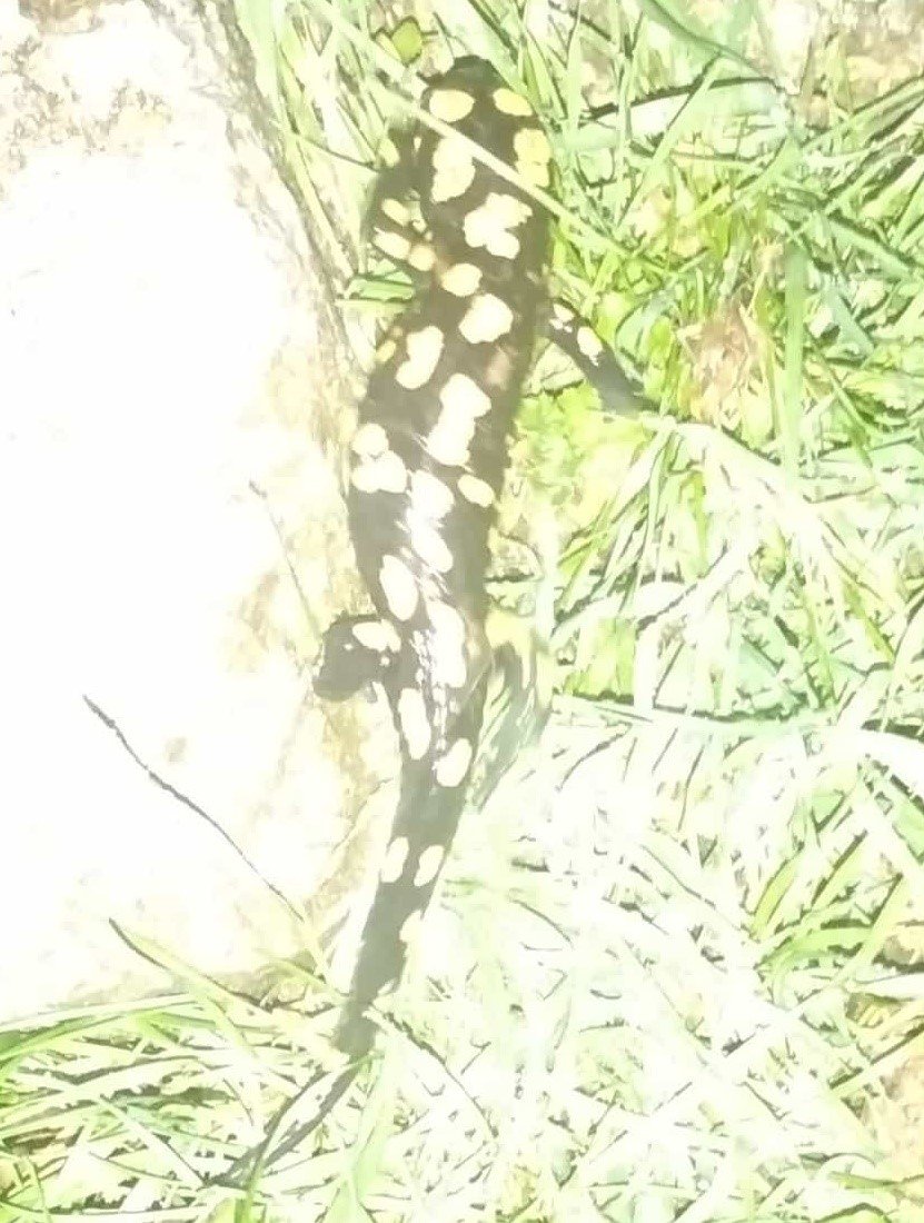 Tunceli’de Anadolu benekli semenderi fotoğraflandı