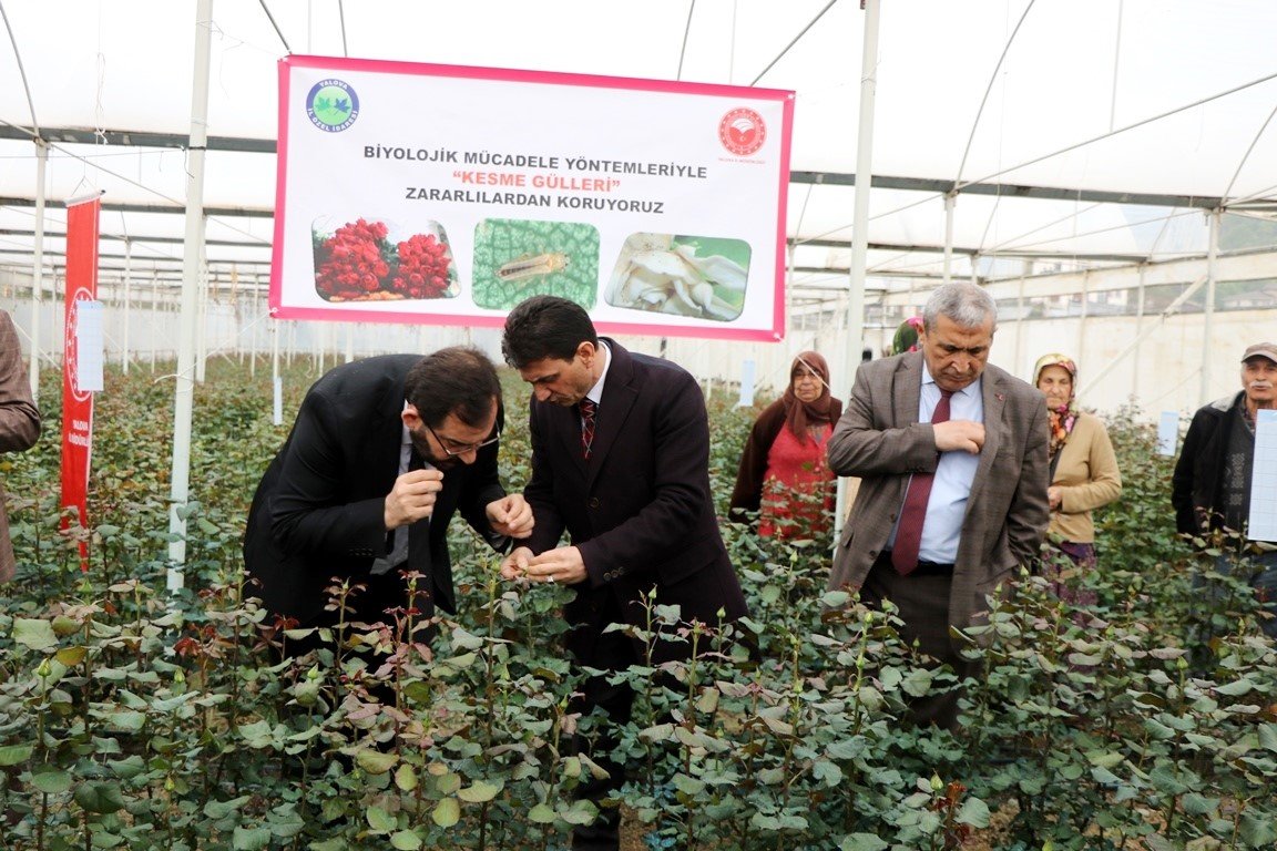 Yalova’da kesme gül zararlısına karşı mavi yapışkan tuzak dağıtıldı