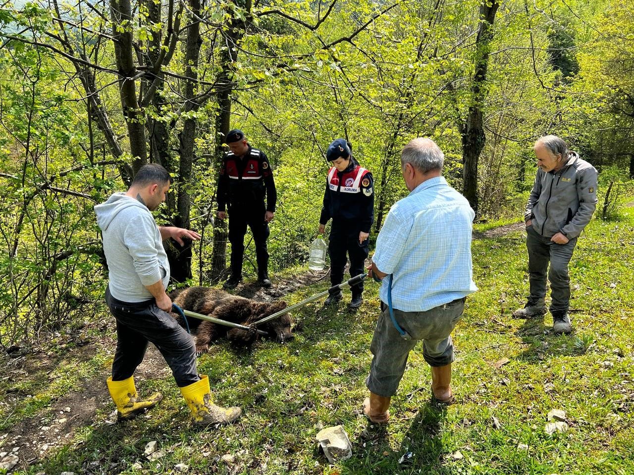 Yaralı ayının imdadına ekipler yetişti