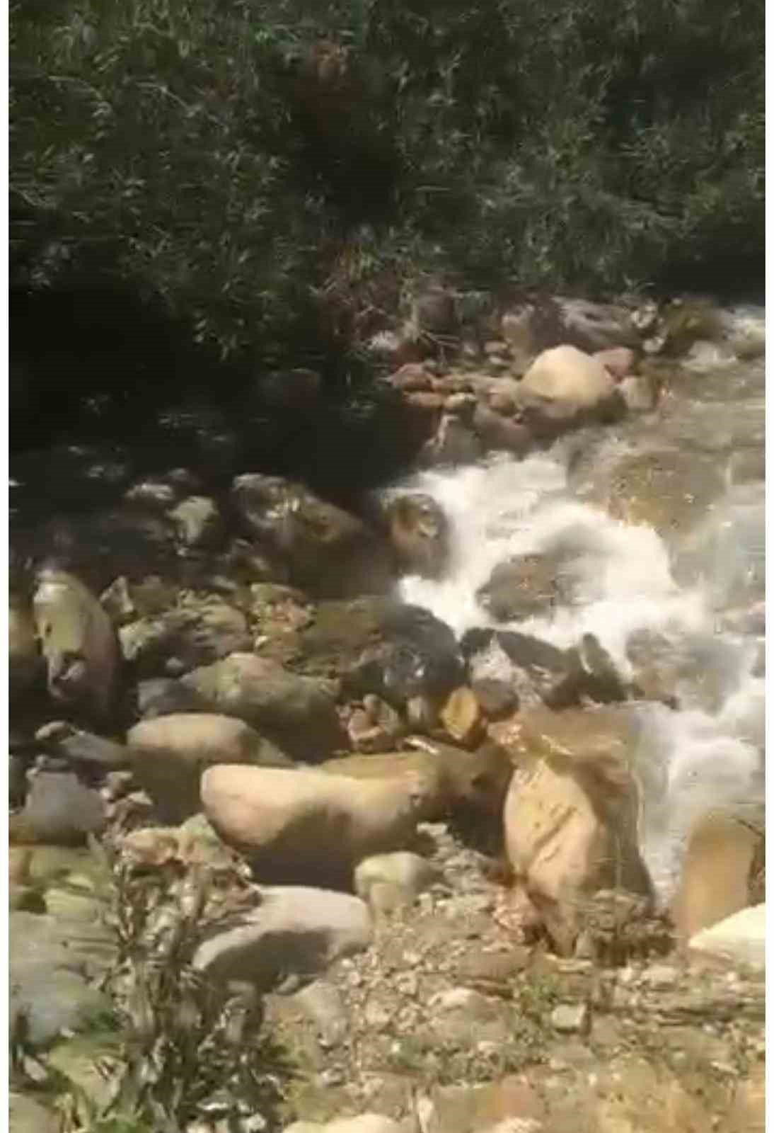 Asırlık çayın deprem sonrası yer altına girmesi böyle görüntülendi