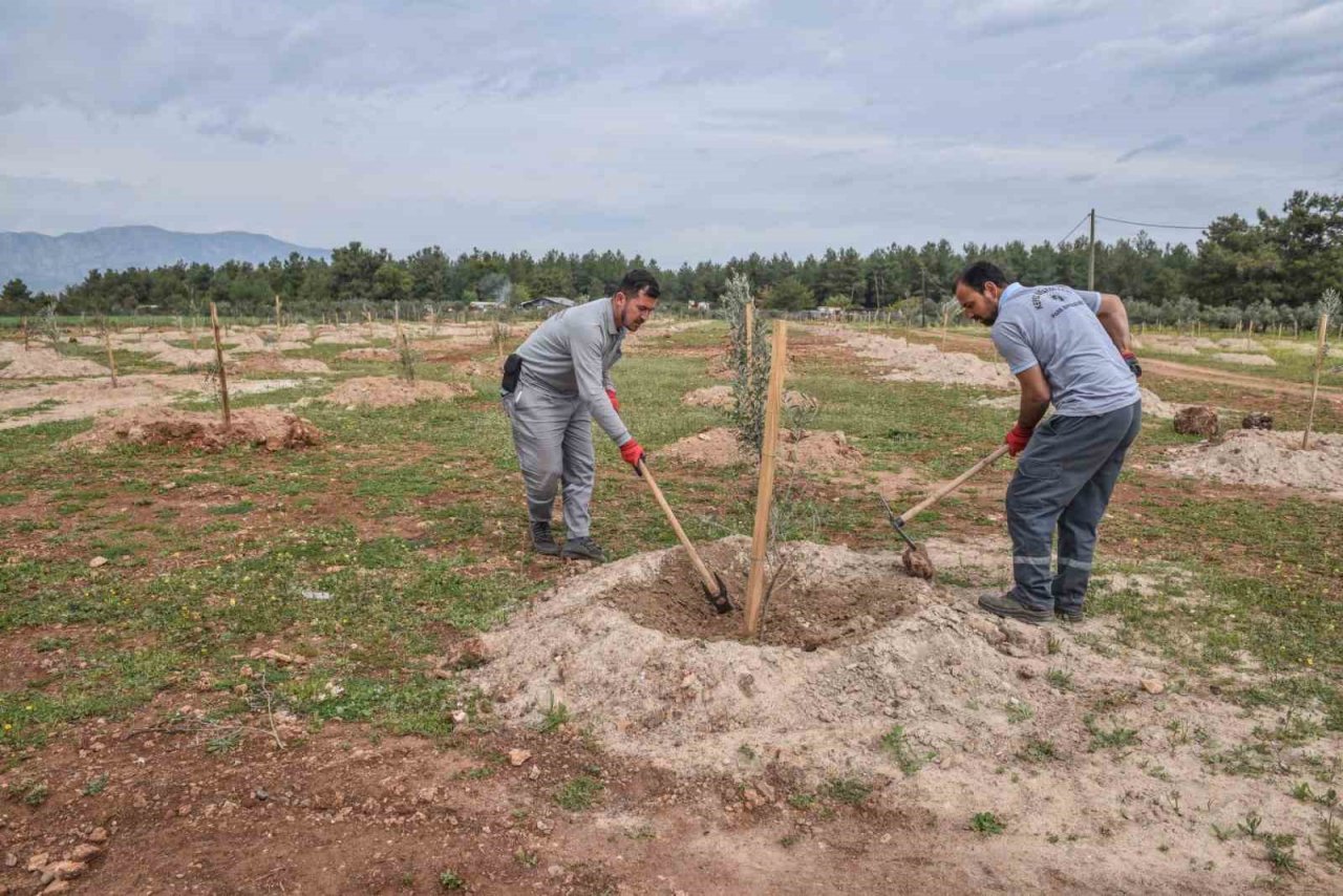 Kepez’den geleceğe zeytin yatırımı