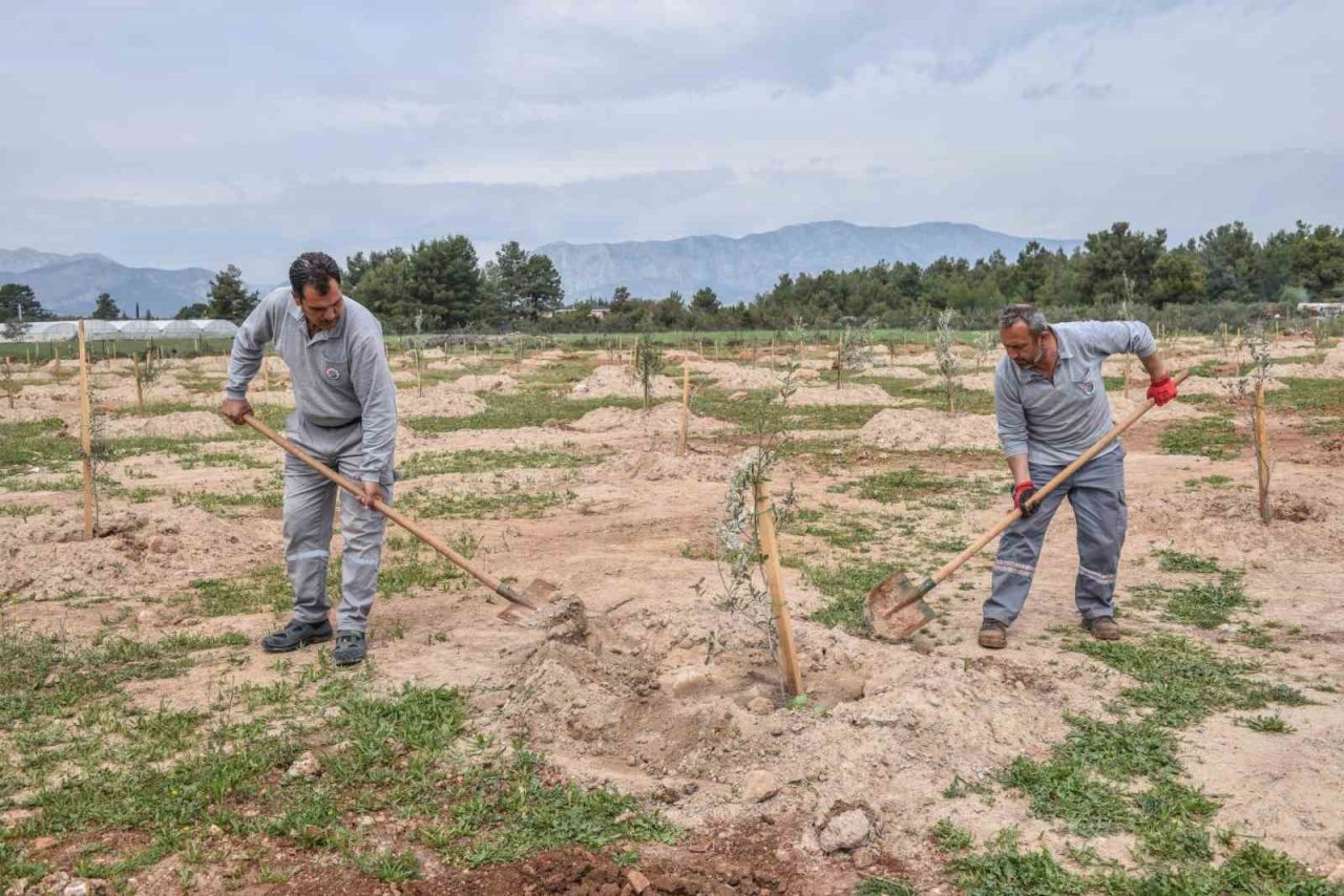 Kepez’den geleceğe zeytin yatırımı