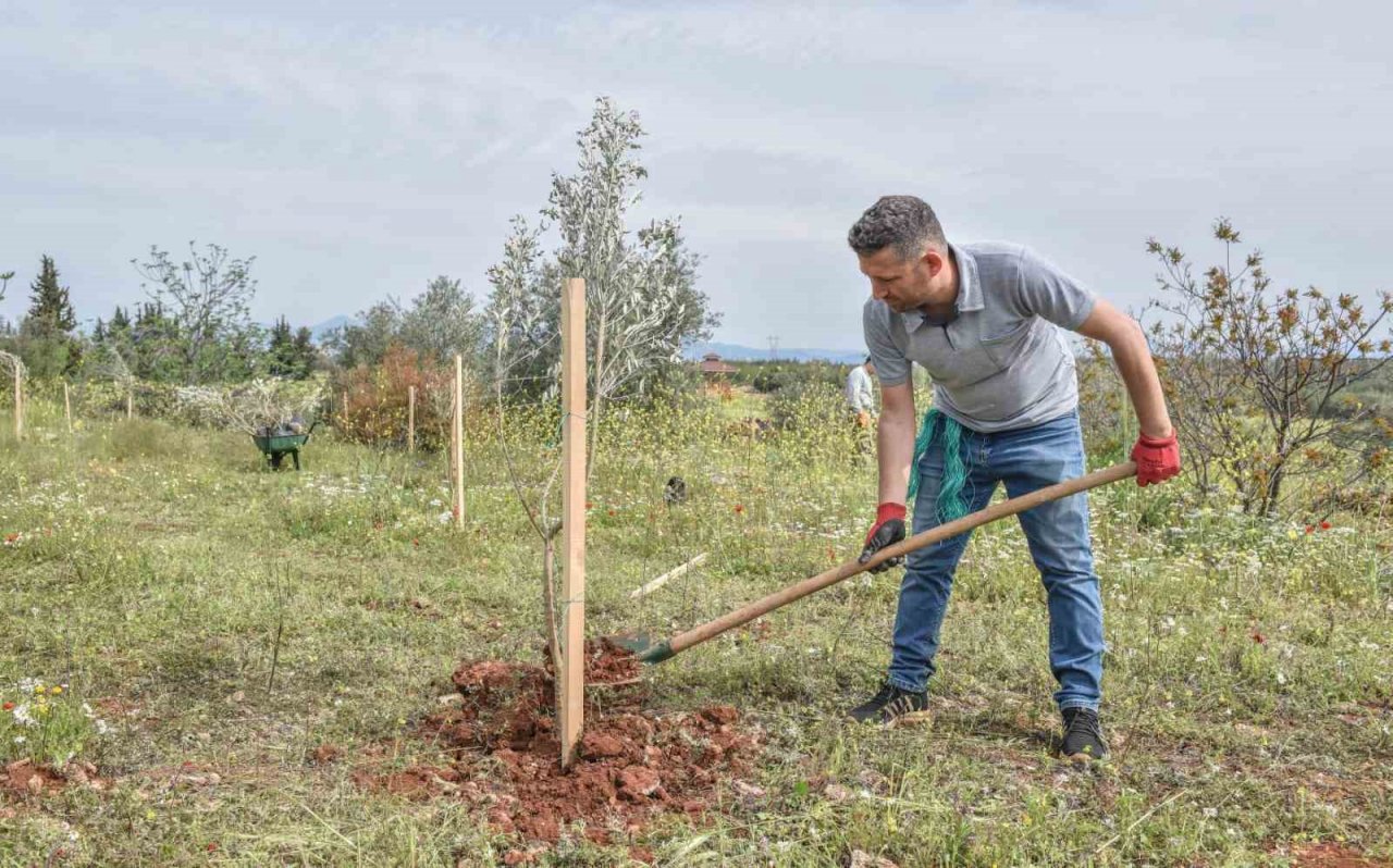 Kepez’den geleceğe zeytin yatırımı