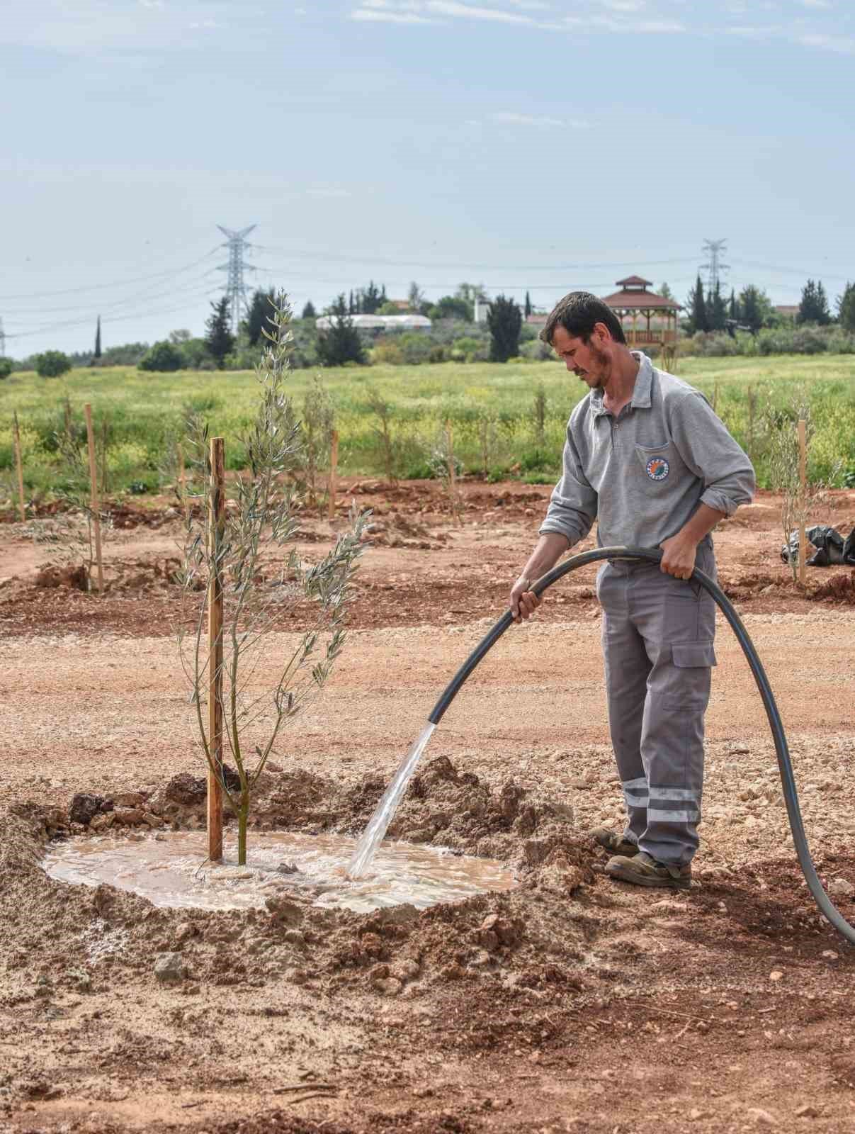 Kepez’den geleceğe zeytin yatırımı