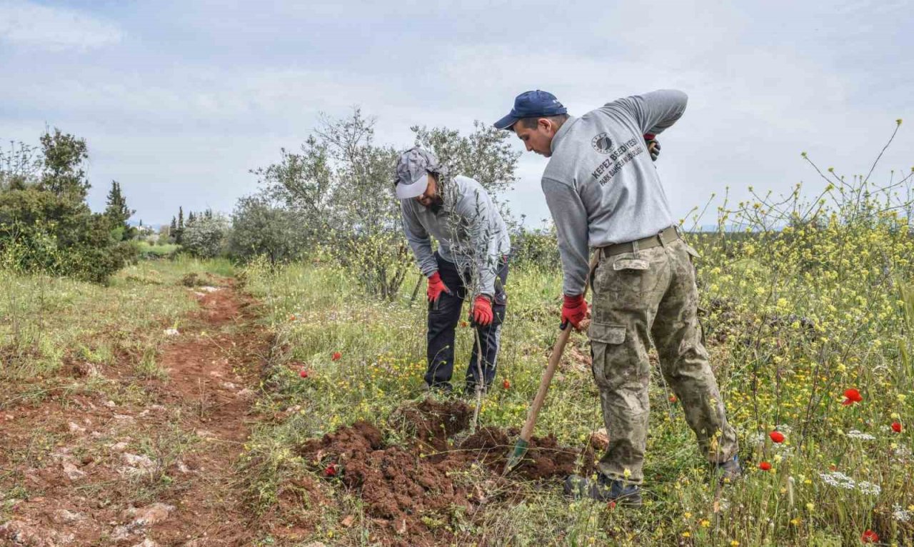 Kepez’den geleceğe zeytin yatırımı