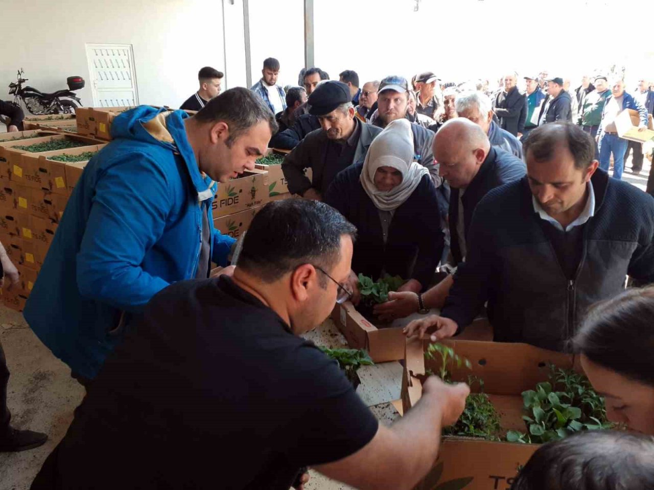 Sinop’ta 530 seracıya 61 bin sebze fidesi dağıtıldı