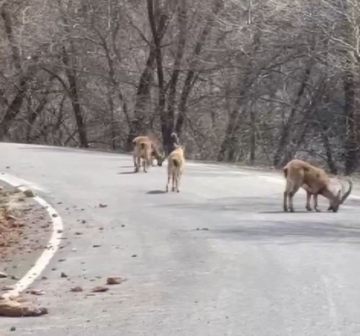 Kara yoluna dökülen tuz, hem insan hem de yaban hayatını tehlikeye atıyor