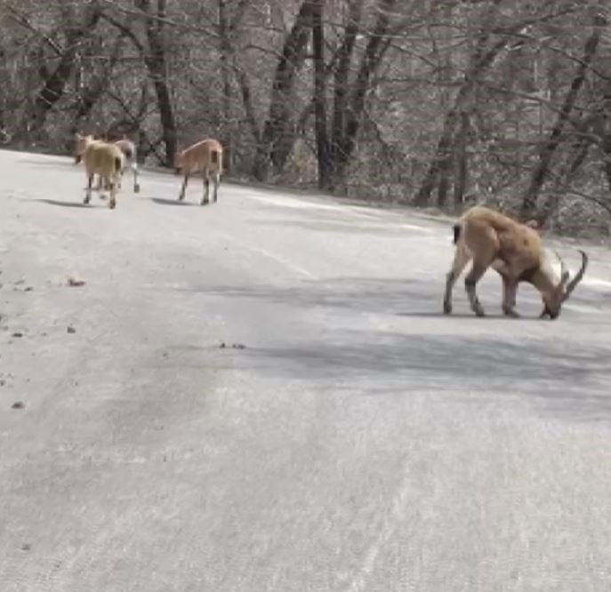 Kara yoluna dökülen tuz, hem insan hem de yaban hayatını tehlikeye atıyor