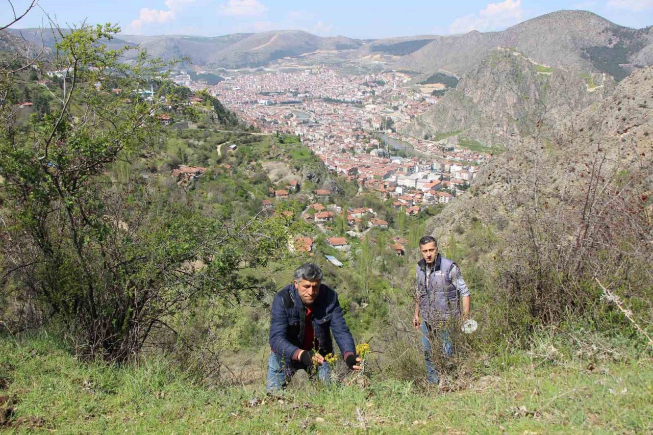 Amasyalılar ‘Yitik lale’yi arıyor, en son 1896 yılında görüldü