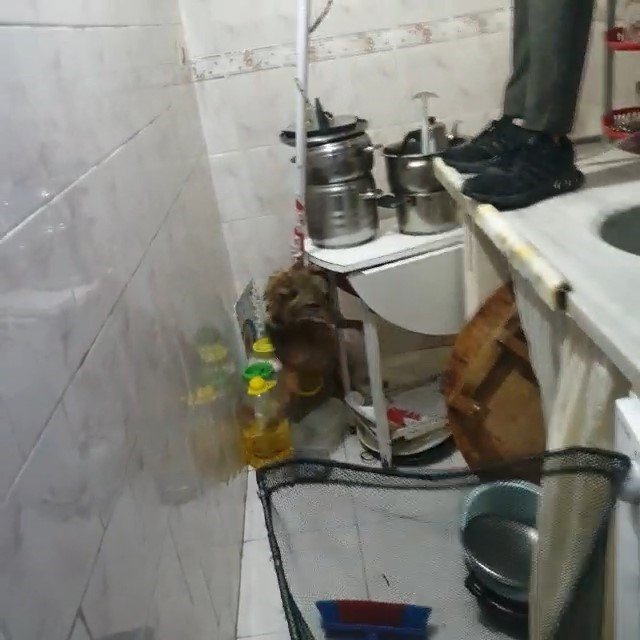 Bursa’da eve giren tilki, aileyi 4 saat boyunca rehin aldı