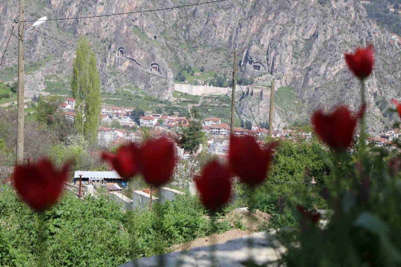 Amasyalılar ‘Yitik lale’yi arıyor, en son 1896 yılında görüldü