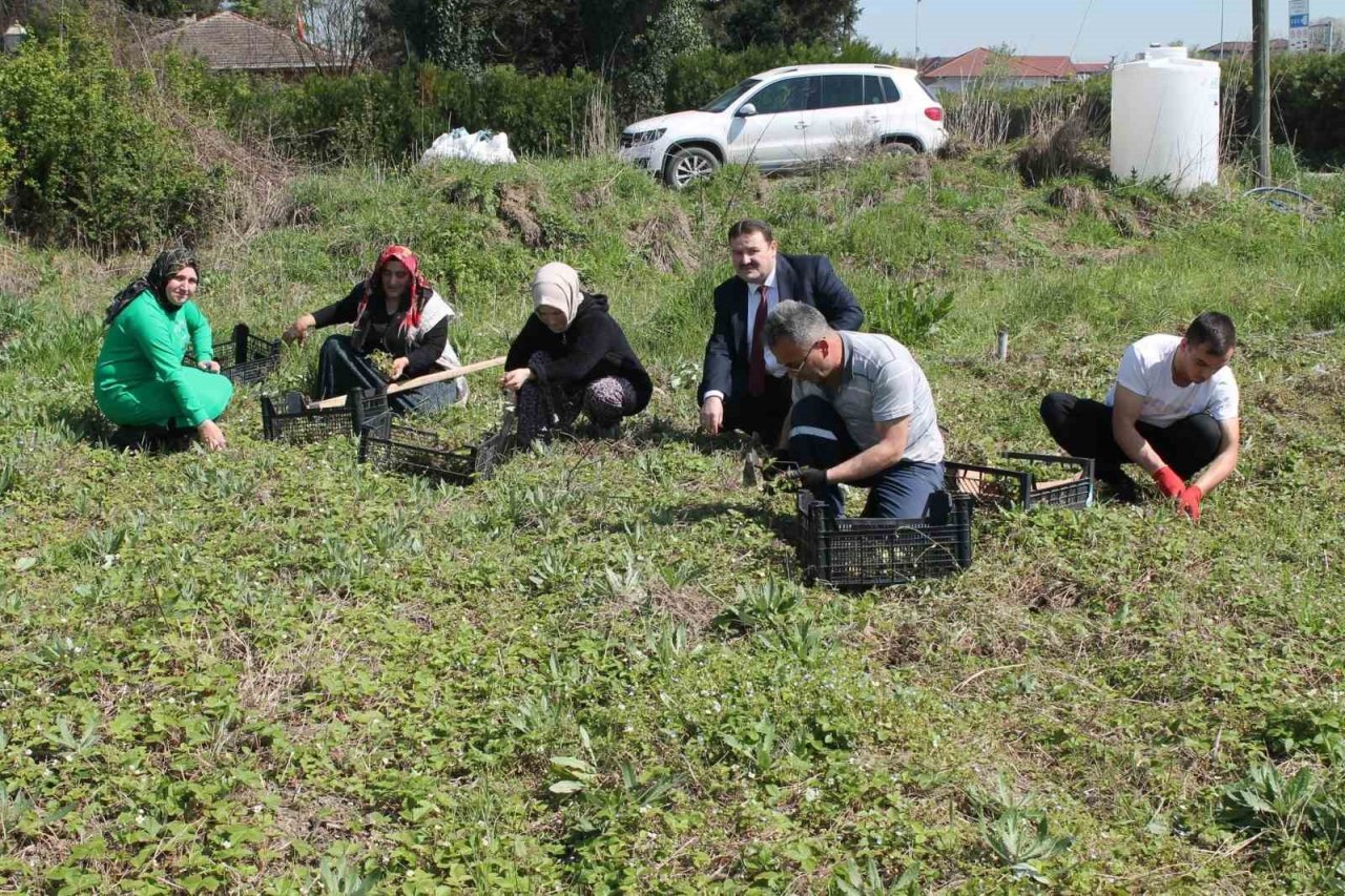 150 bin adet dağ çileği fidesi üreticilere dağıtıldı