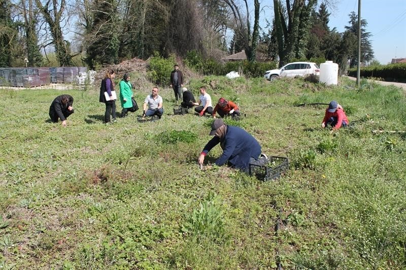 150 bin adet dağ çileği fidesi üreticilere dağıtıldı