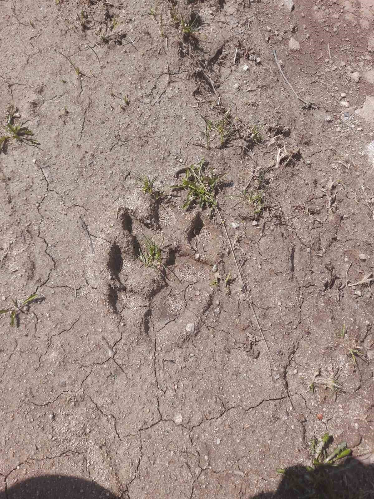 Gümüşhane’de ayılar yayla evlerine dadandı