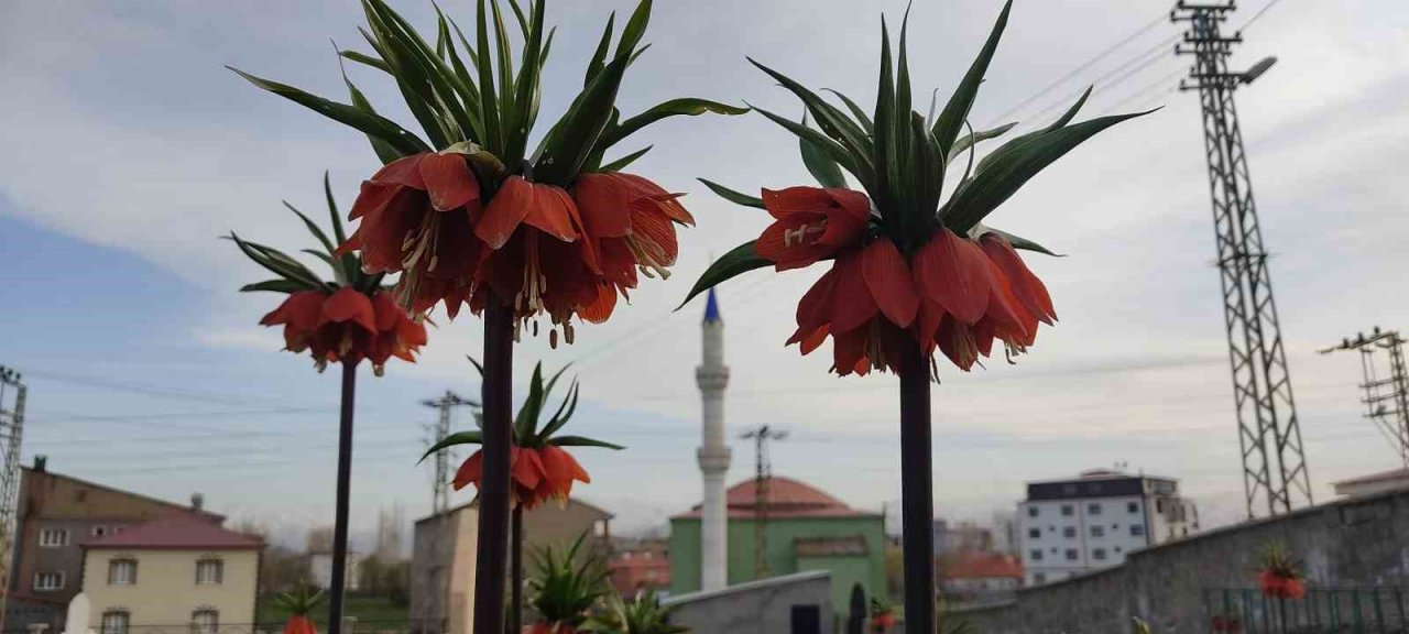 Yüksekova’da bir aylık ömürleri olan ters laleler çiçek açtı