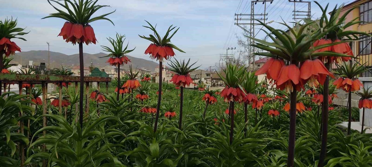 Yüksekova’da bir aylık ömürleri olan ters laleler çiçek açtı