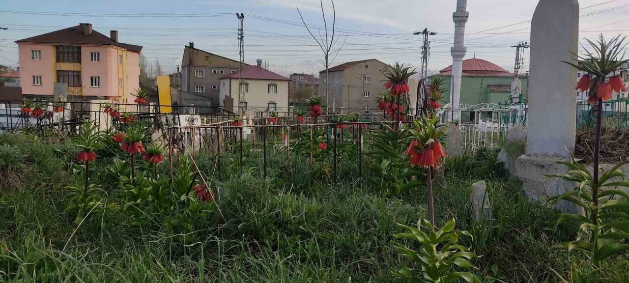 Yüksekova’da bir aylık ömürleri olan ters laleler çiçek açtı