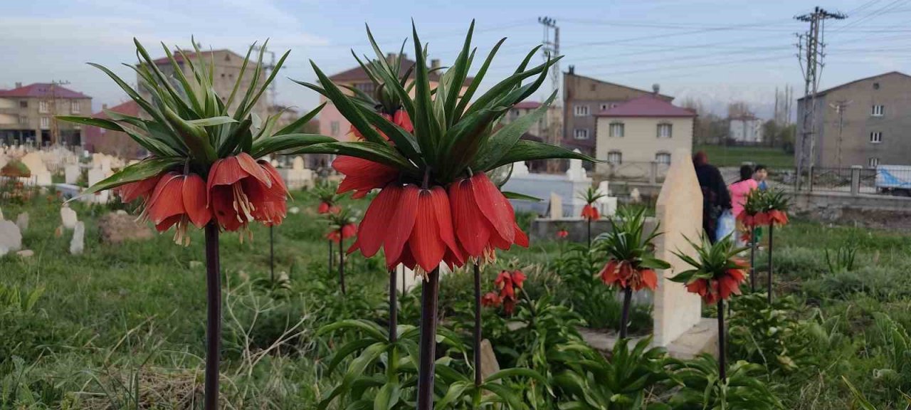 Yüksekova’da bir aylık ömürleri olan ters laleler çiçek açtı