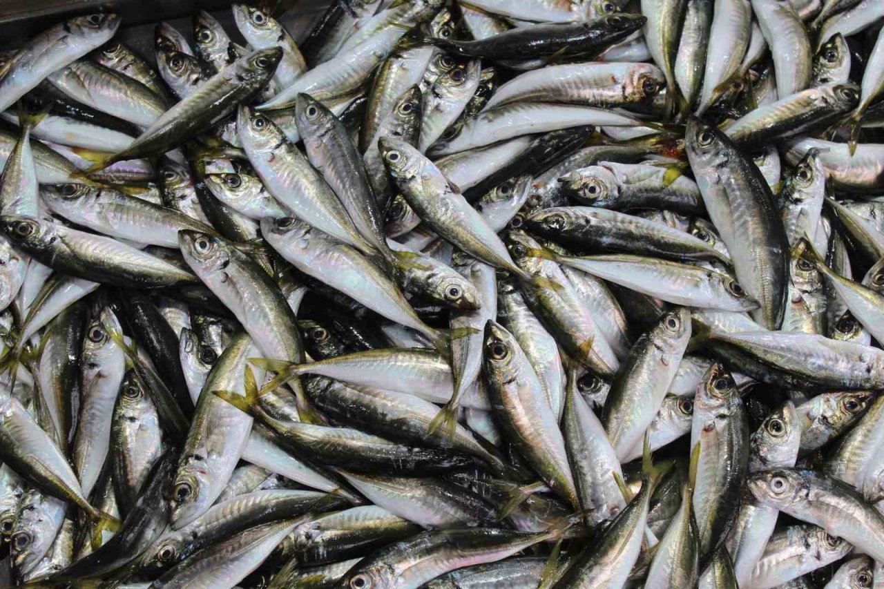 Balık tezgahlarını havuz balıkları süslüyor