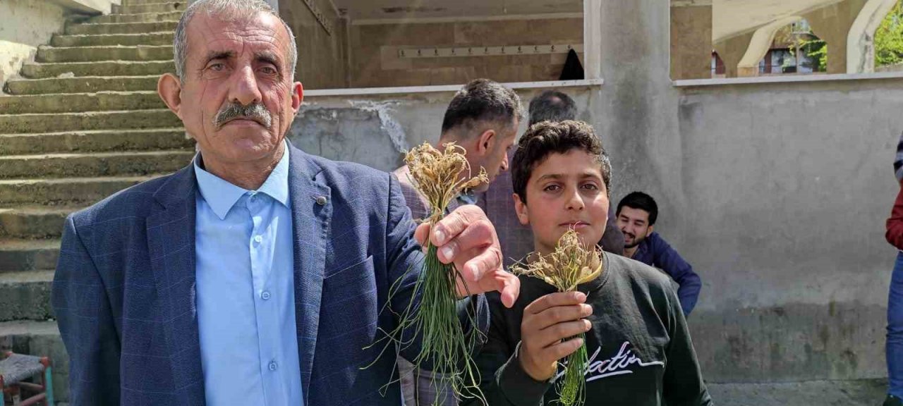 Yüksek dağlarda yetişen ve birçok hastalığa iyi geldiği belirtilen "zuzubak" otu yok satılıyor