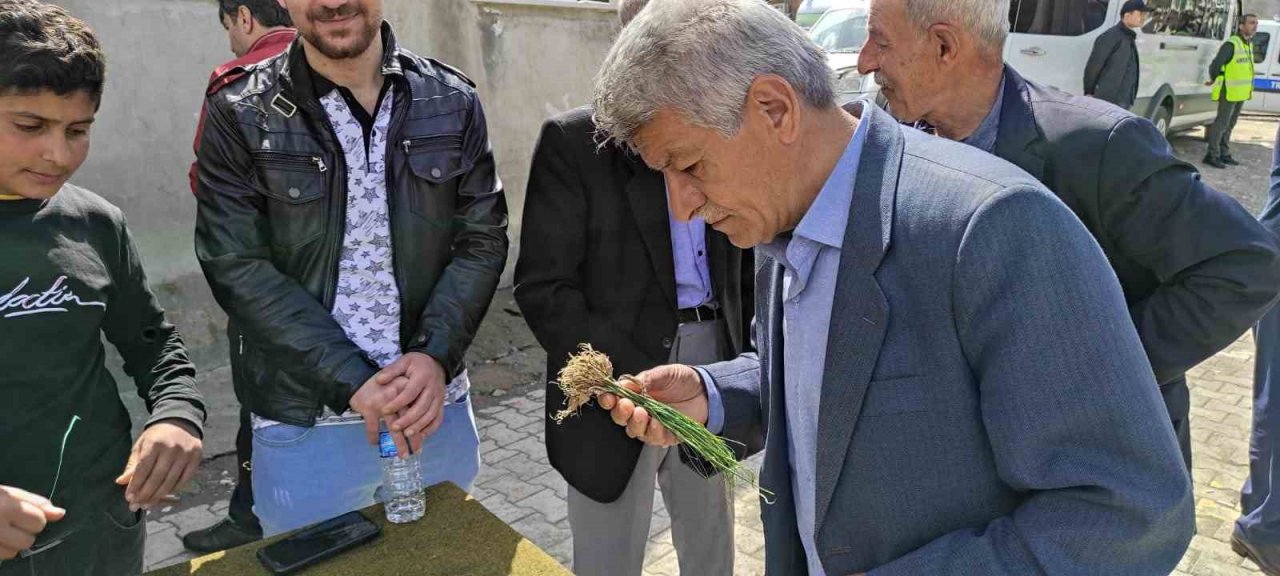 Yüksek dağlarda yetişen ve birçok hastalığa iyi geldiği belirtilen "zuzubak" otu yok satılıyor