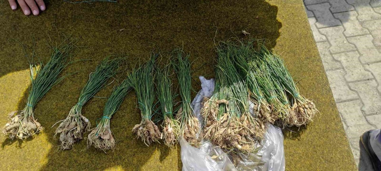 Yüksek dağlarda yetişen ve birçok hastalığa iyi geldiği belirtilen "zuzubak" otu yok satılıyor