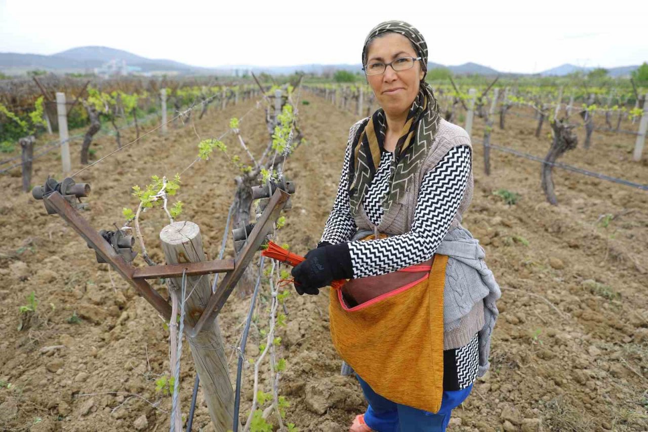 Denizli’de 3 bin 900 dekar alanda biyoteknikle mücadele desteği