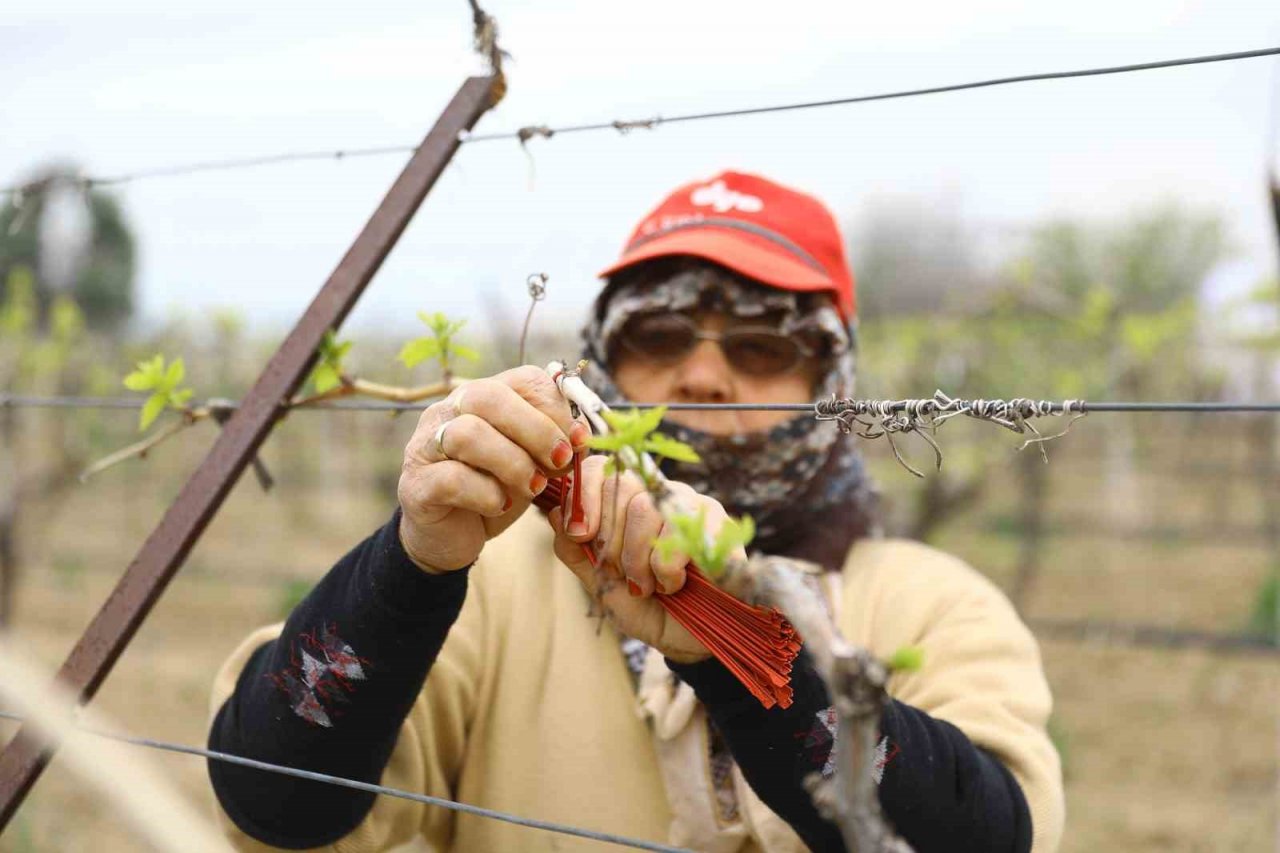 Denizli’de 3 bin 900 dekar alanda biyoteknikle mücadele desteği