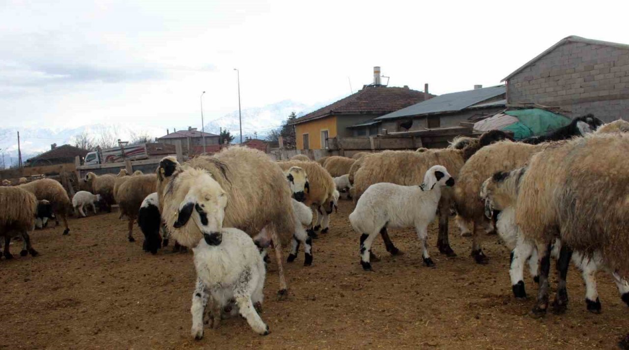 Kuzuların annelerine kavuşma anları